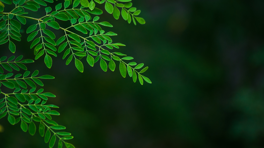 Moringa leaves