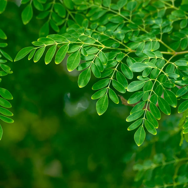 Moringa Leaves Thokku 300g